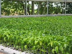 Pieds de piment d'Espelette prêts à planter - Bipertegia