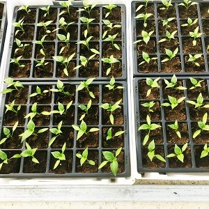 Plants de piment d'Espelette AOP - Bipertegia producteur de piment d'Espelette